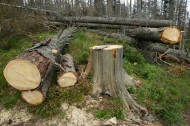 Lesy ČR stáhly insolvenční návrh na společnost CE WOOD.