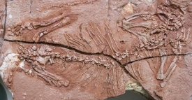 Fosilie prvního stromového obratlovce z doby před 260 miliony let.