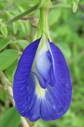 Bobovitá rostlina rodu Clitoria dostala jméno podle tvaru svých květů.