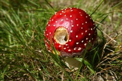 Muchomůrka červená patří k nejznámějším jedovatým houbám.