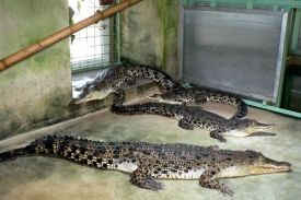 Krokodýli, aligátoři, gaviálové a kajmani se rozvalují u svých bazénků