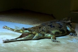Expozice v Protivíně předvádí 20 druhů krokodýlů z 23 druhů.