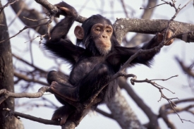 Šimpanzi zvládají jak pohyb ve větvích, tak chůzi na zemi.