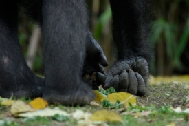 Gorily se při chůzi opírají o klouby prstů předních končetin.