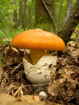 Muchomůrka císařka patří k zákonem chráněným druhům hub.