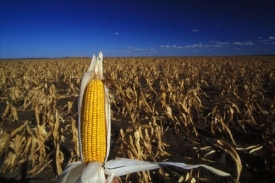 K malému zájmu zemědělců o GM kukuřici přispívá i nedůvěra veřejnosti.
