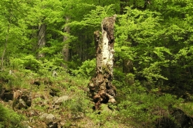 Boubínský prales. Ilustrační foto.