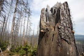 Podle hejtmana lesy vymírají, neobnovují se dost rychle.