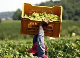 Produkce vína letos v Itálii klesla. Francie se možná vrátí na vrchol.