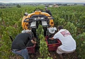 Francouzští vinaři ze Saint-Lager testují automatický česač vína.