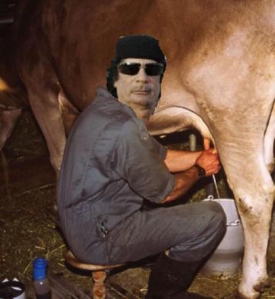 Kaddáfí dojí švýcarskou krávu. Poomsta Švýcarů....