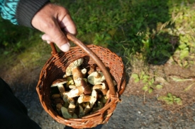 Houby prý rostou na Šumavě nebo v Podkrkonoší, kde je vlhko.