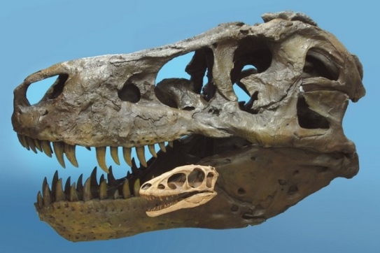 Srovnání lebek druhů Tyrannosaurus rex a Raptorex kriegsteini.