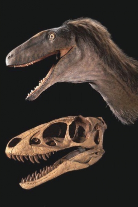 Lebka a rekonstrukce podoby druhu Raptorex kriegsteini.