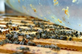Včelám na Liberecku chyběly letos po zimě síly (ilustrační foto).