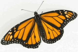 Po odstranění tykadel motýli ztratili schopnost orientace.