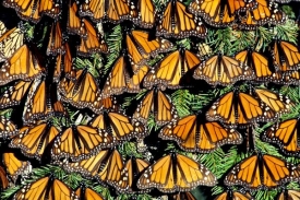 Monarchové se na tahu sdružují do obrovských hejn.