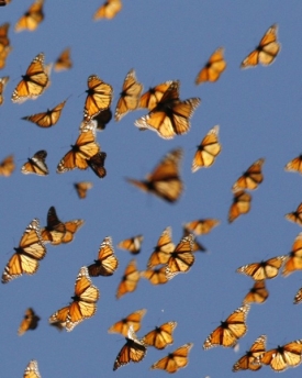Zdánlivě křehcí motýli zvládnou pouť dlouhou čtyři tisíce kilometrů.