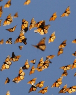 Zdánlivě křehcí motýli zvládnou pouť dlouhou čtyři tisíce kilometrů.