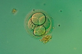 Implantované embryo.