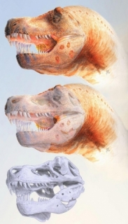 Rekonstrukce nemocného tyranosaura na základě poškození čelisti.