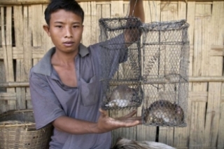 Krysy ničí část úrody, kterou chudá Bangladéš nemůže postrádat.