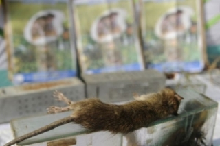 Jedna za mrtvých krys byla vystavená i při předávání ceny.