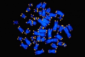 Telomery jako žlutě svítící ochranné čepičky na koncích chromozomů.