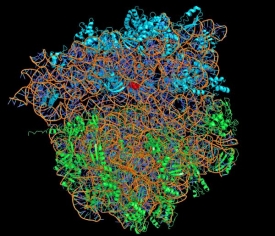 3D model ribozomu tvořeného bílkovinami a molekulami RNA.