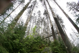 Lesy ČR podaly kvůli úniku informací ohledně dražby trestní oznámení.