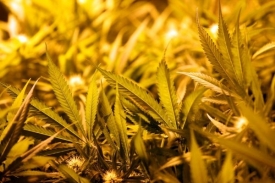 Nelegální pěstírnu marihuany odhalili nedávno policisté v Aši.