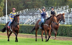V zahraničí trénovaní koně při obhlídce trati v Padrubicích.