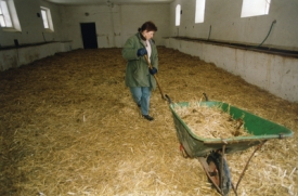 Koňská porodnice. Kladruby (snímek z roku 2003).