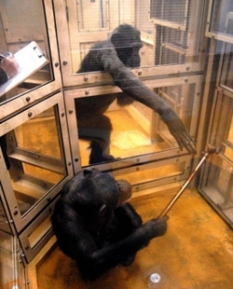 Snímek z pokusu: Šimpanz podává svému kamarádovi vyžádaný nástroj.