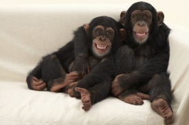Śimpanzi jsou ochotni pomoci, i když z toho bezprostředně nic nemají.