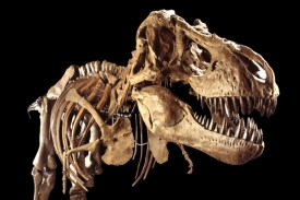 Tyrannosaurus rex se dozvídá o svých dávných předcích.