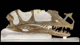 Lebka rodu Proceratosaurus ležela sto let bez povšimnutí v muzeu.