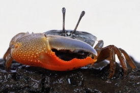 Samečci kraba houslisty mají jedno z klepet výrazně zvětšené.