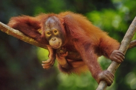 Orangutani bojují o přežití ve zmenšujících se kouscích pralesa.