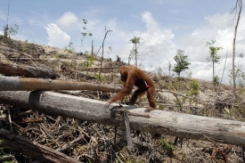Tento orangutan měl štěstí, ochránci přírody ho uspí a přemístí jinam.