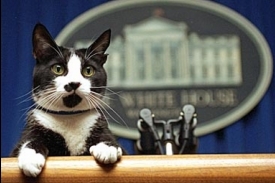 Poltika Bílého domu stran Izraele je zatím spíše pro kočku.