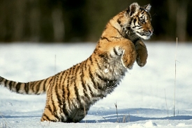 V Rusku žije podle odhadů asi 450 tygrů.