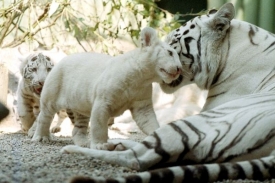 Samice bílého tygra Isabella s mláďaty na archivním snímku.