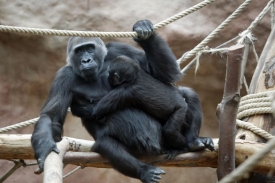 Jihlavská zoo je spokojena také s letošními přírůstky mláďat.