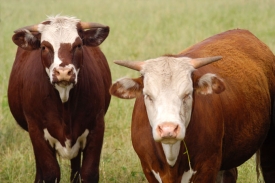 V Argentině prý žije víc krav než obyvatel.