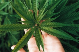 Vietnamci chtěli rozprodat šest kilogramů marihuany.