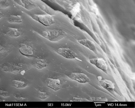 Mikroskopické prohlubně prý do povrchu vyhloubily kyseliny z bakterií.