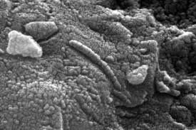 Slavný snímek z roku 1996: struktury v meteoritu připomínají bakterie.