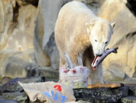 Knut si pochutnává na rybím dortíku.