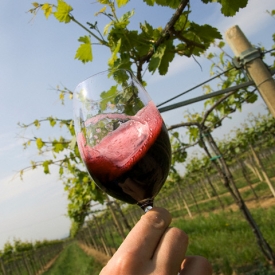 Evropští vinaři budou klást důraz na kvalitu a tradici.